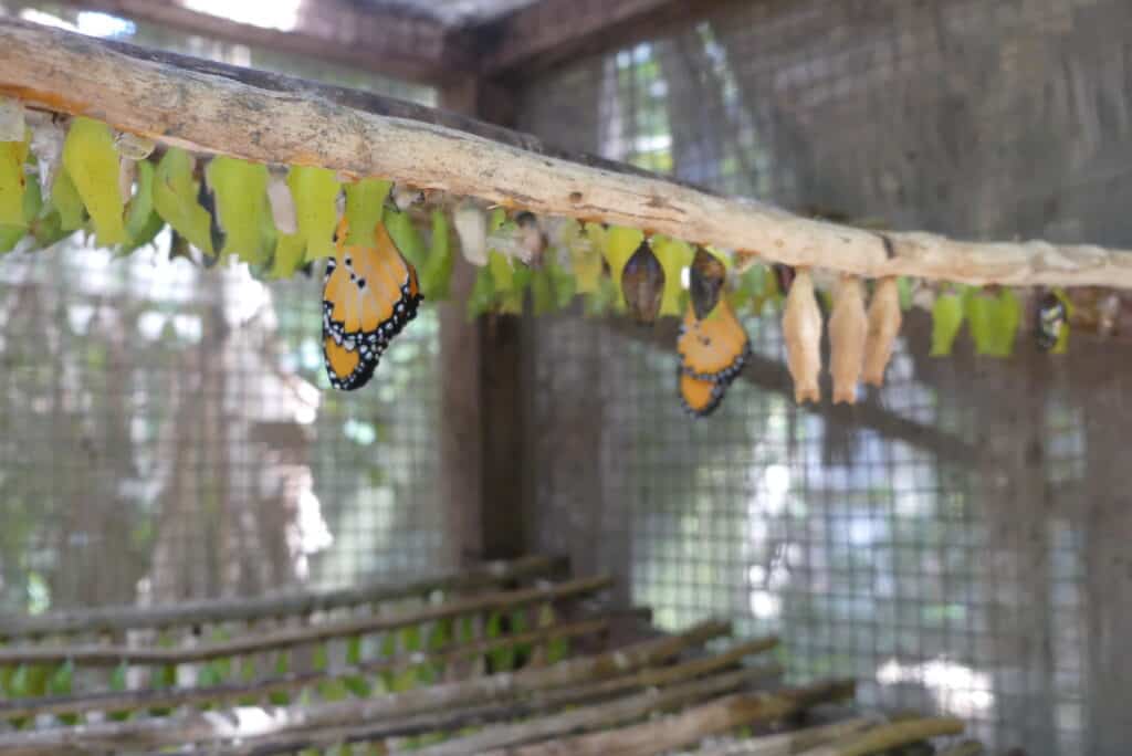 Zanzibar butterfly center
