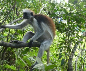 red colobus monkey in jozani forest